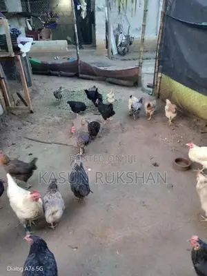 බිත්තර දමන කිකිළියන්