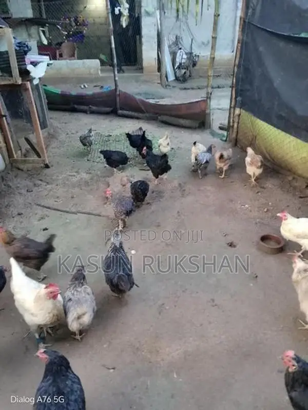 බිත්තර දමන කිකිළියන්
