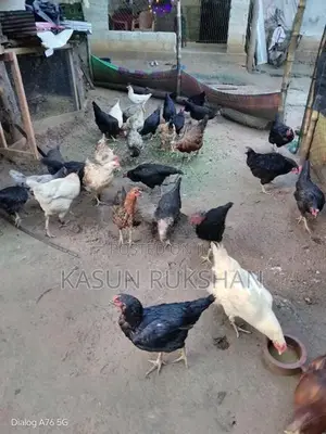 බිත්තර දමන කිකිළියන්