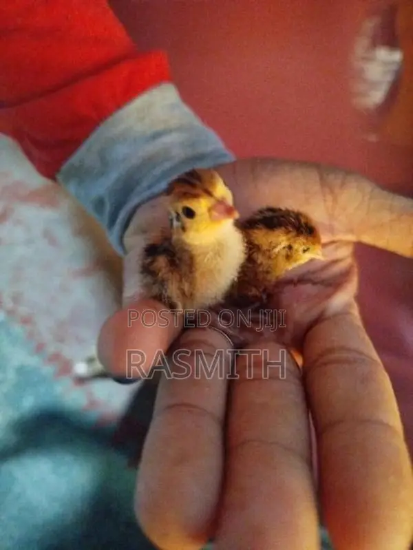 Quail Chicks