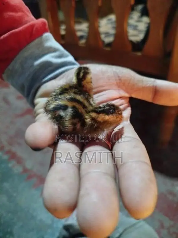 Quail Chicks