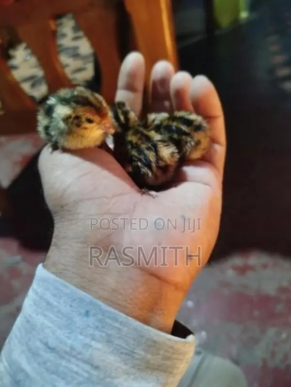 Quail Chicks
