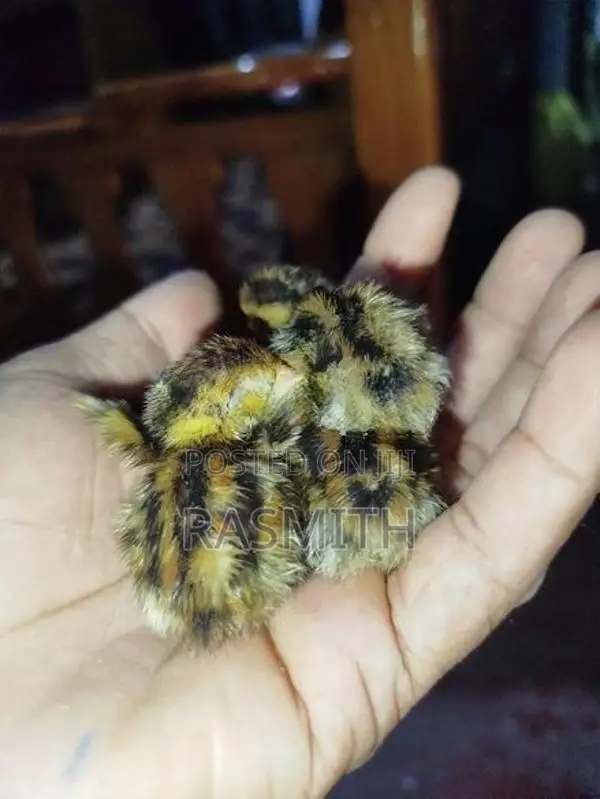 Quail Chicks