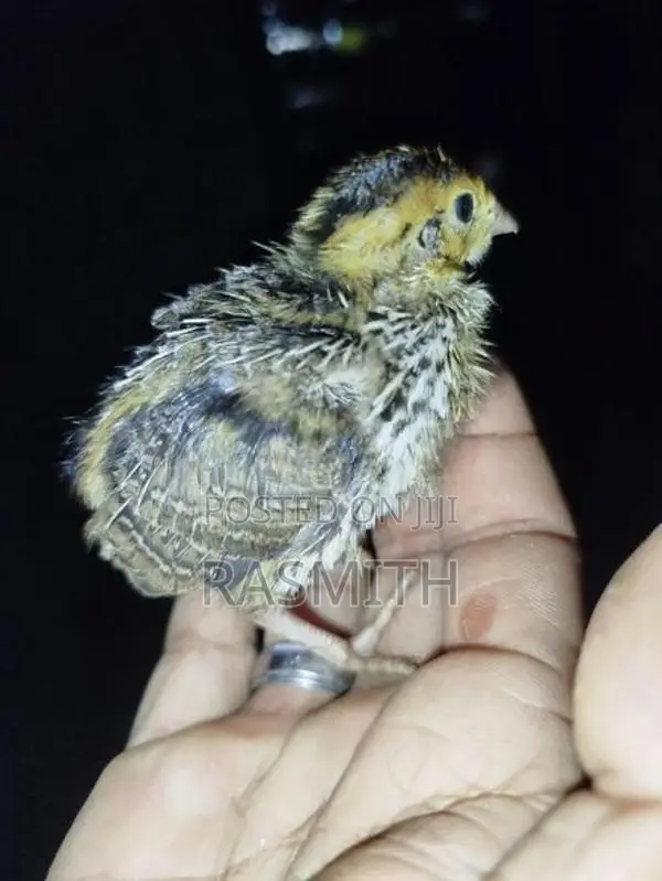 Quail