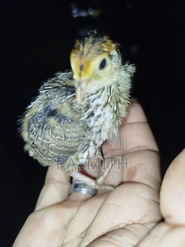 Quail