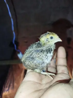 Quail