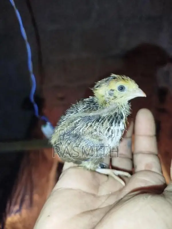 Quail