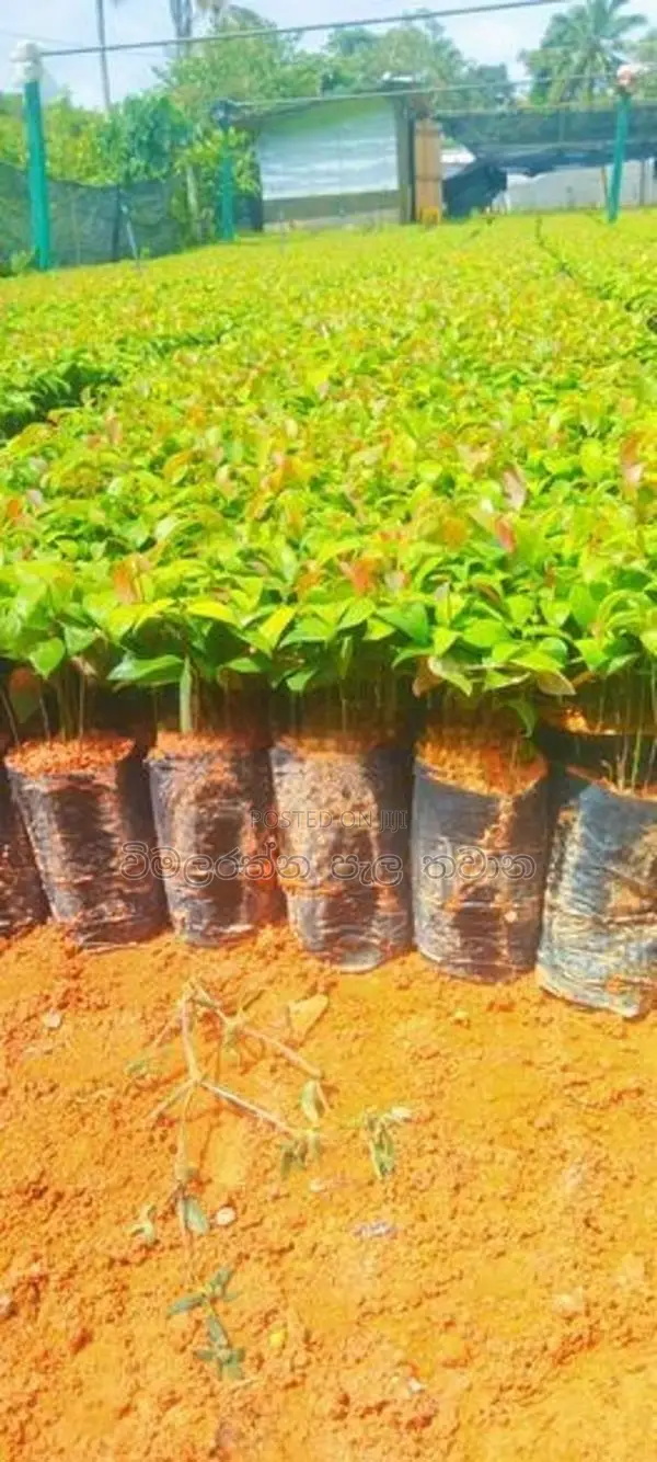 කුරැදු පැල