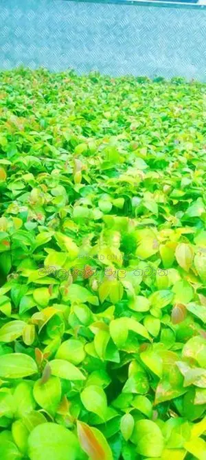 කුරැදු පැල