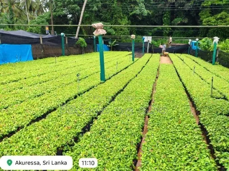 කුරැදු පැල