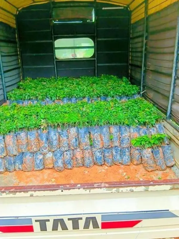 කුරැදු පැල