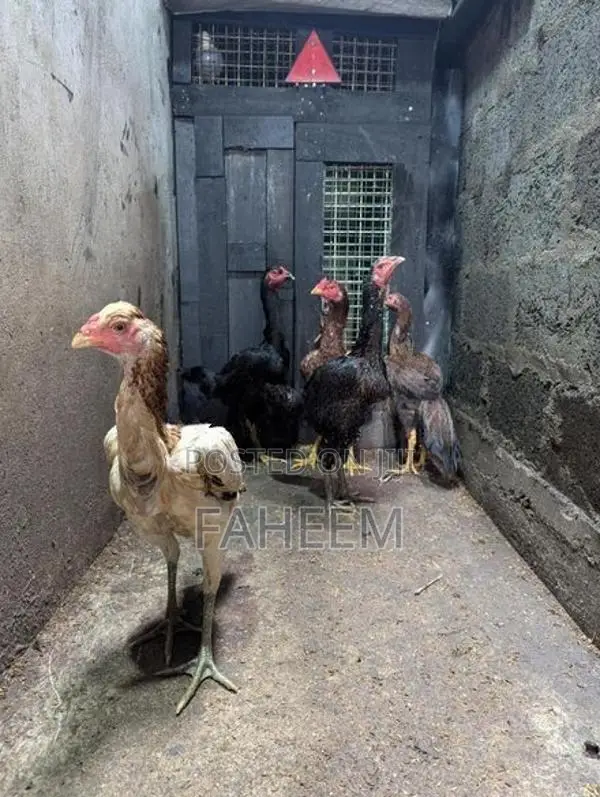 Aseel hen