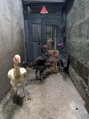 Aseel hen