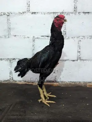 Aseel hen