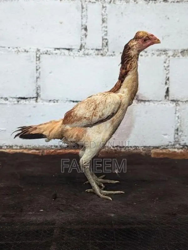 Aseel hen