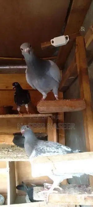 Pigeons