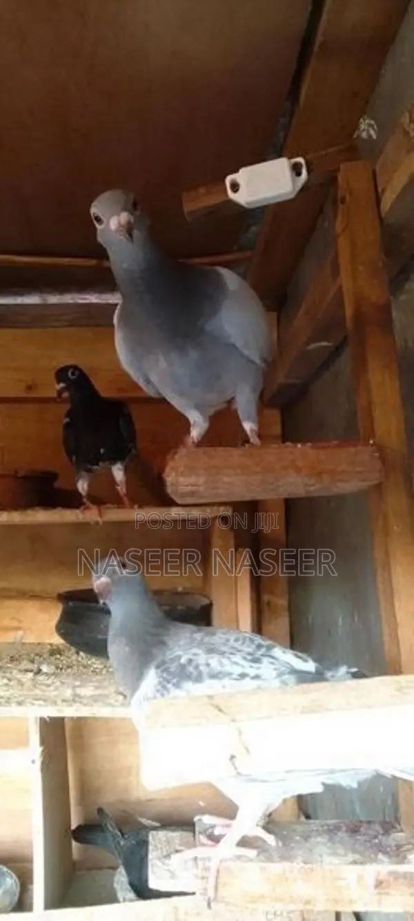 Pigeons