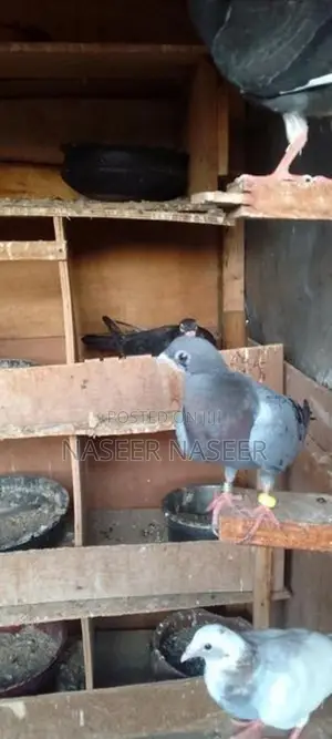 Pigeons