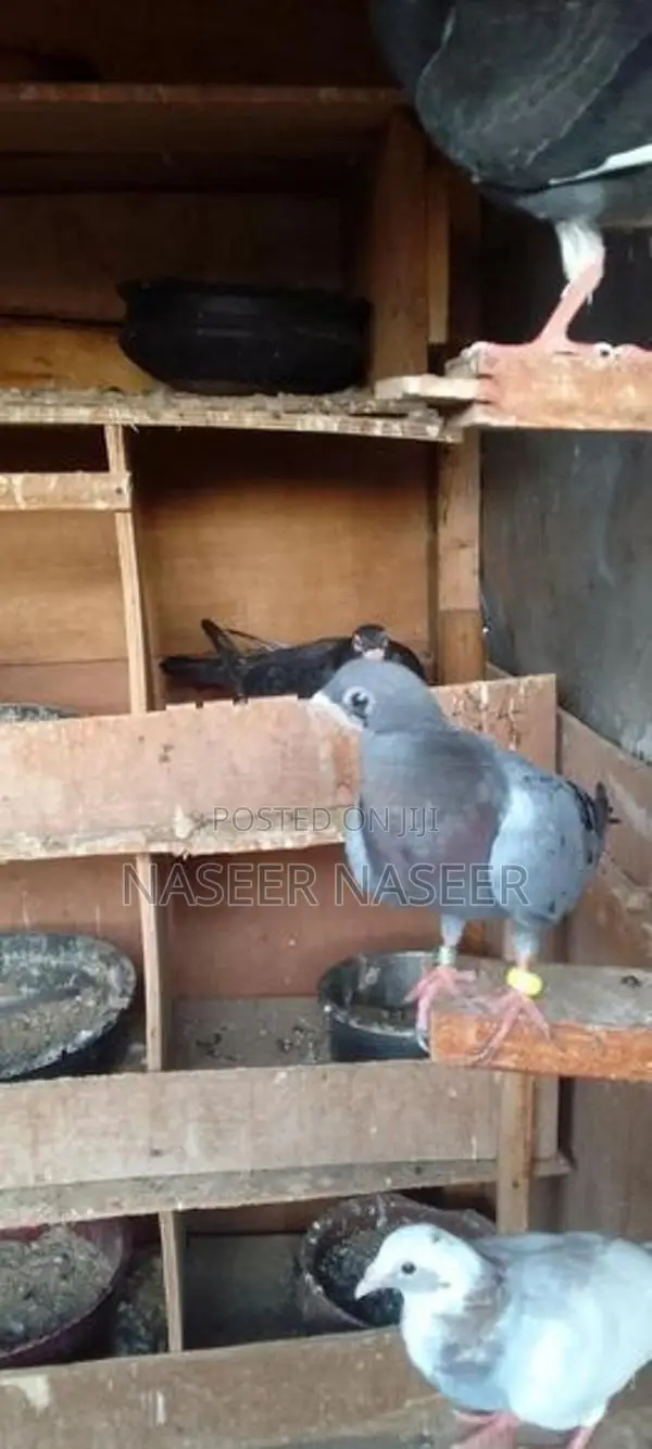 Pigeons