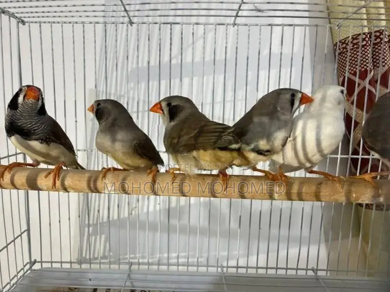 Finches Bird