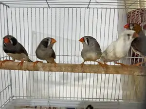 Finches Bird