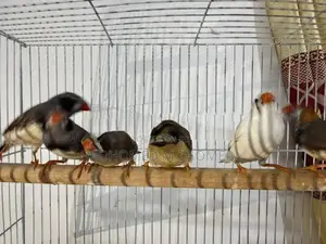 Finches Bird