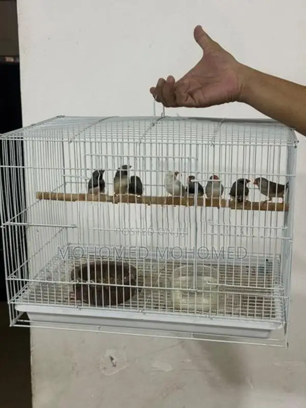 Finches Bird
