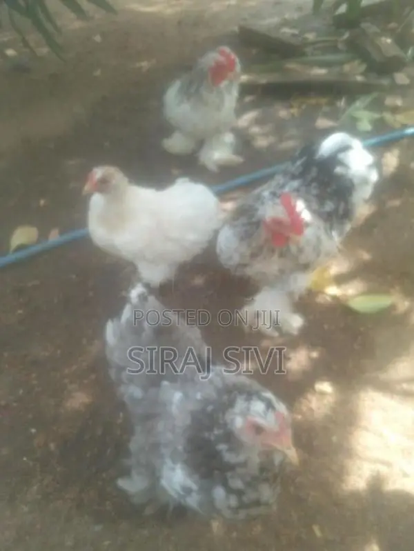 கோழிகள்