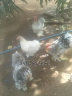 கோழிகள்