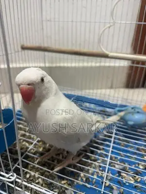 Indian Ring Neck Parrot