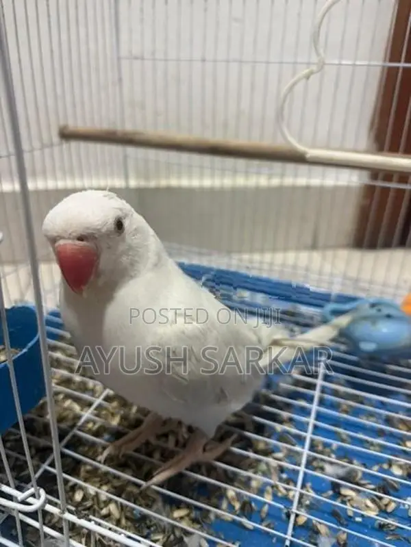 Indian Ring Neck Parrot
