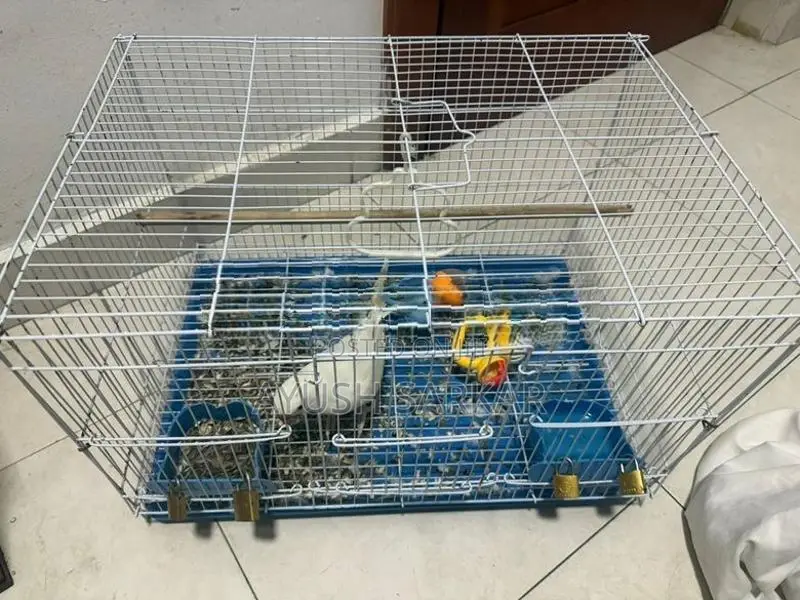 Indian Ring Neck Parrot