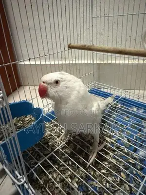 Indian Ring Neck Parrot
