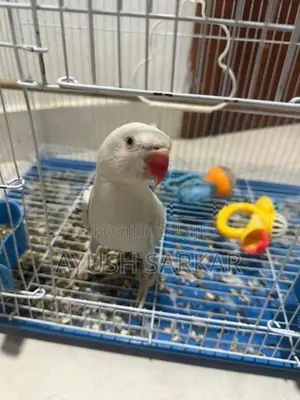 Indian Ring Neck Parrot