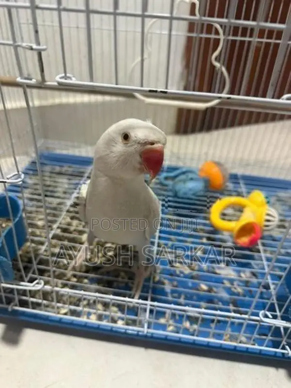 Indian Ring Neck Parrot