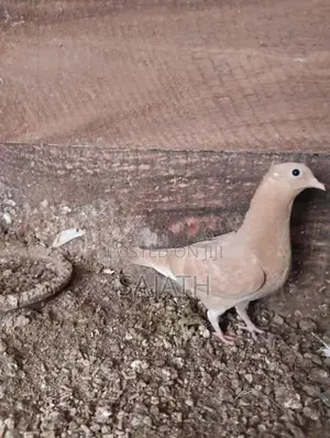 Pigeon