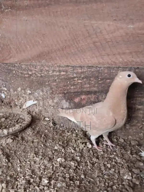 Pigeon