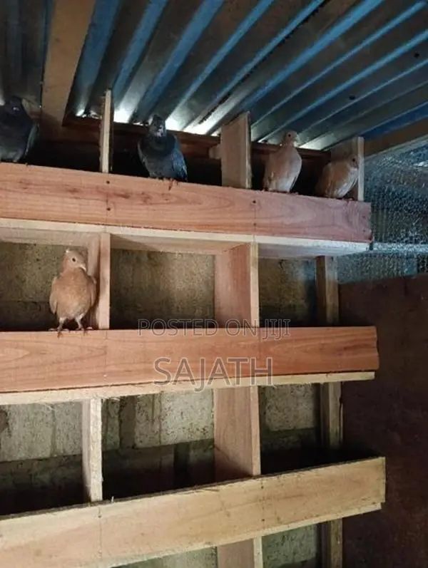 Pigeon