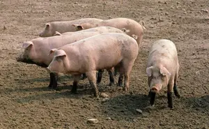 Farm Pigs