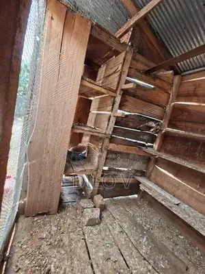 Pigeon Cage