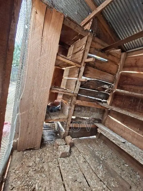 Pigeon Cage