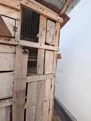 Pigeon Cage