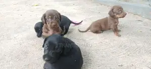Dachshund