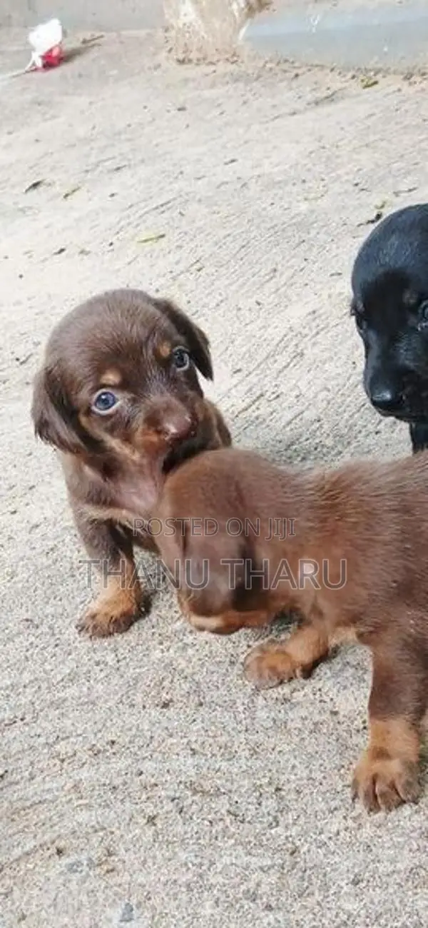 Dachshund