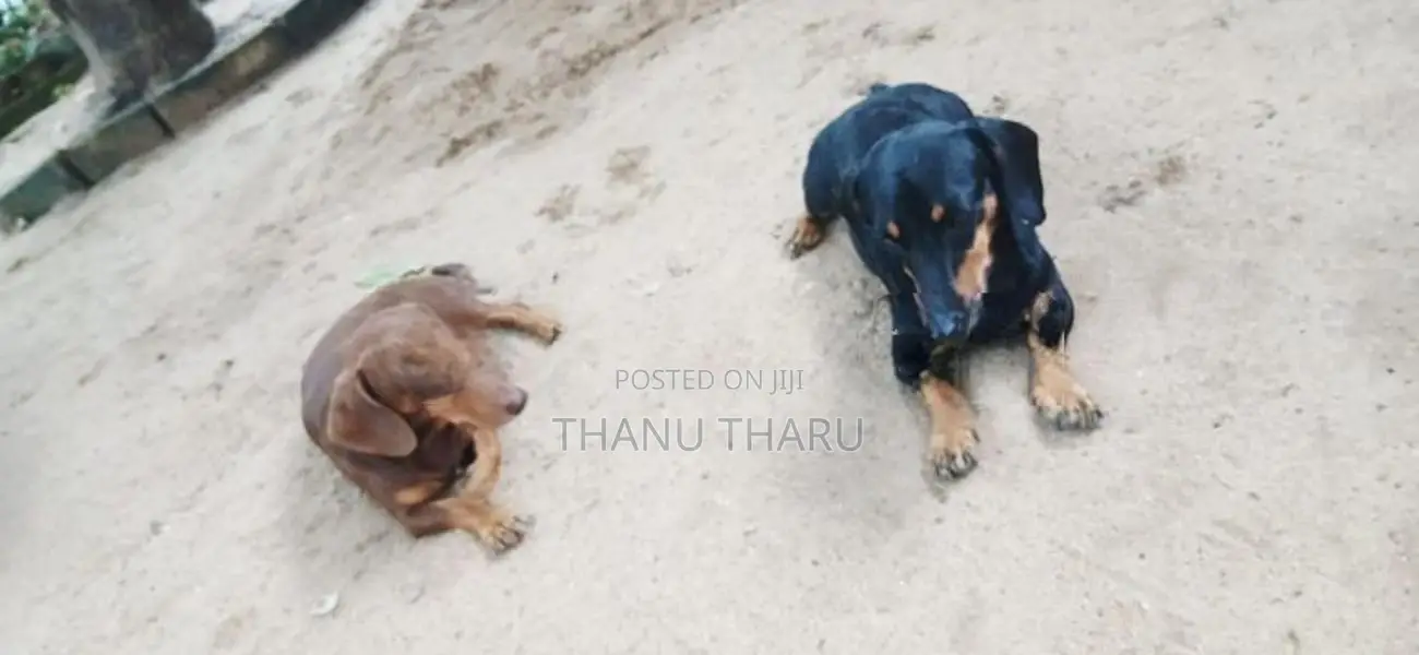 Dachshund