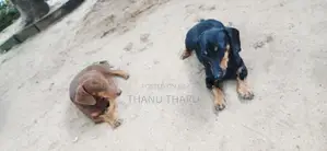 Dachshund