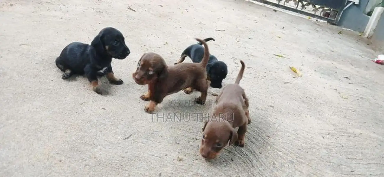 Dachshund