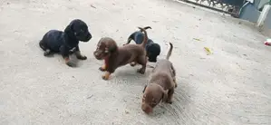 Dachshund