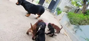 Dachshund