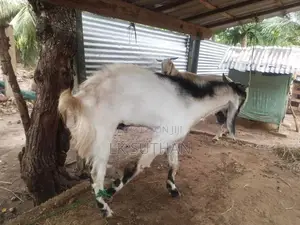 Livestock